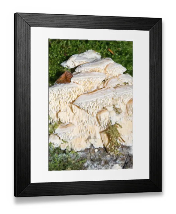 Framed Print : Thick-spined sponge mushroom (Spongipellis pachyodon) or broad-spined sponge mushroom