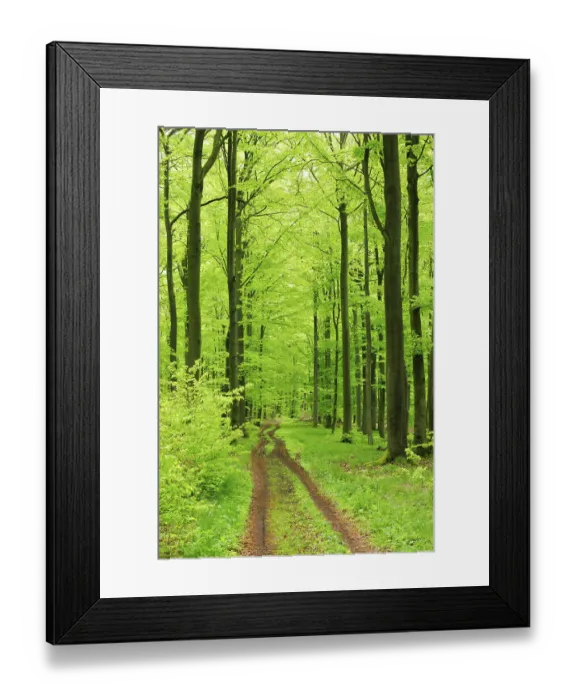 Framed Print : Hiking trail through near-natural beech forest in spring Framed Print : Hiking trail through near-natural beech forest in spring