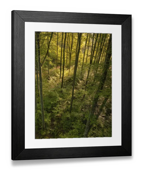 Framed Print : Forest with tall trees through which the sun's rays fall