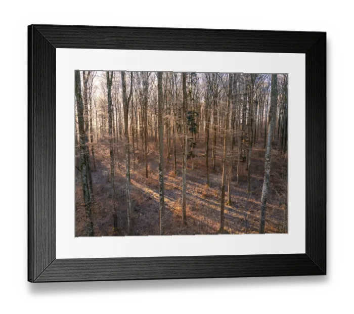 Framed Print : Barren winter forest interspersed with sunbeams creating a warm atmosphere