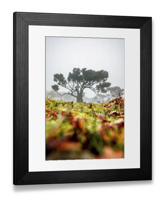 Framed Print : Laurel trees overgrown with moss and plants in the mist