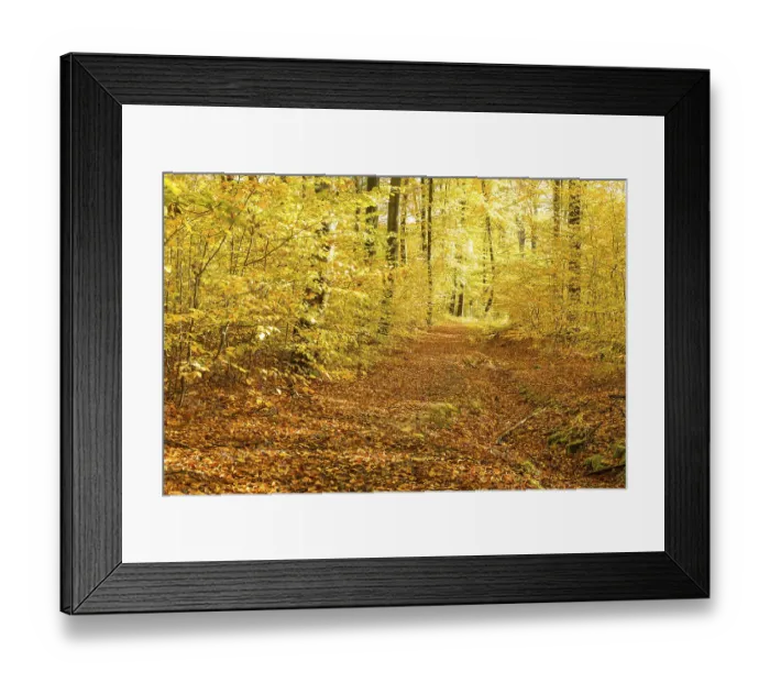 Framed Print : Path through autumnal beech forest (Fagus)