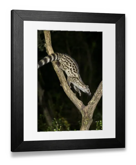 Framed Print : Common genet (Genetta genetta) Framed Print : Common genet (Genetta genetta)