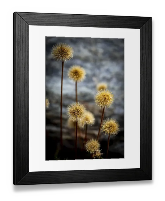 Framed Print : Withered mountain flower with dewdrops