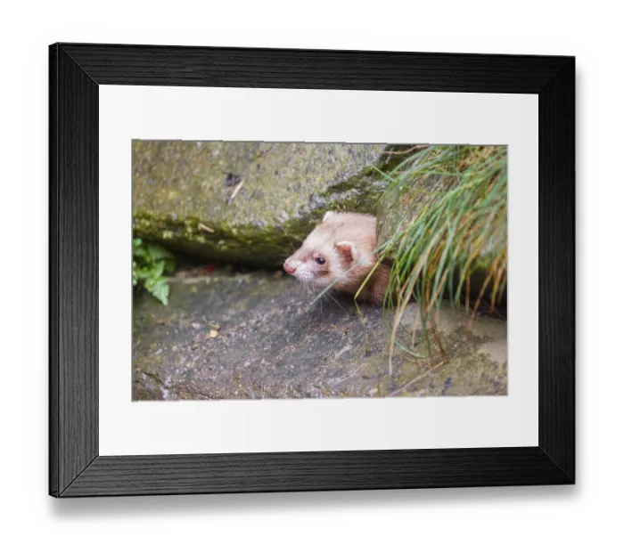 Framed Print : A male ferret (Mustela putorius furo) looks out from a crevice