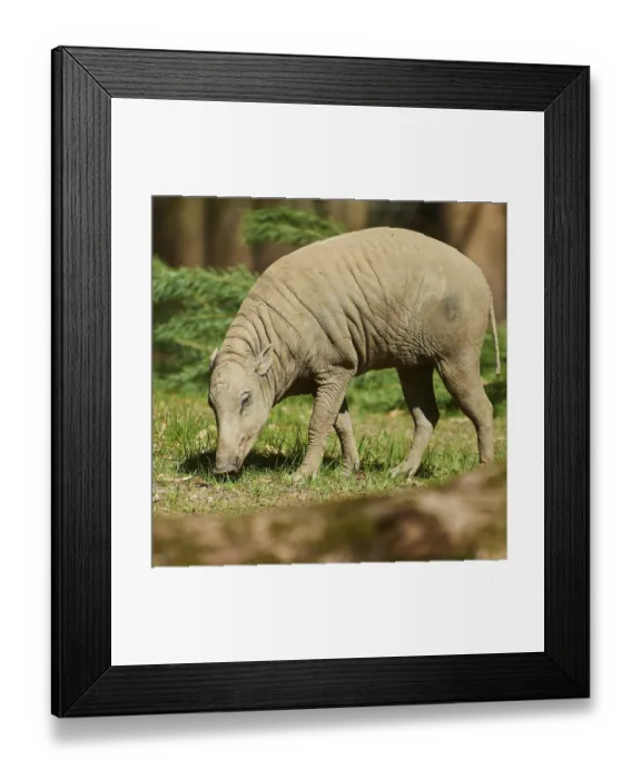 Framed Print : Deer-pigs (Ibabi rusa) walking on the ground