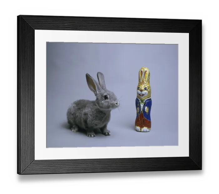 Framed Print : Little grey rabbit sits in front of a chocolate Easter bunny Framed Print : Little grey rabbit sits in front of a chocolate Easter bunny