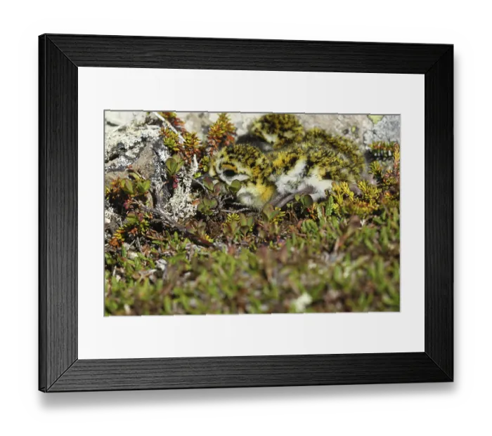 Framed Print : European golden plover (Pluvialis apricaria)