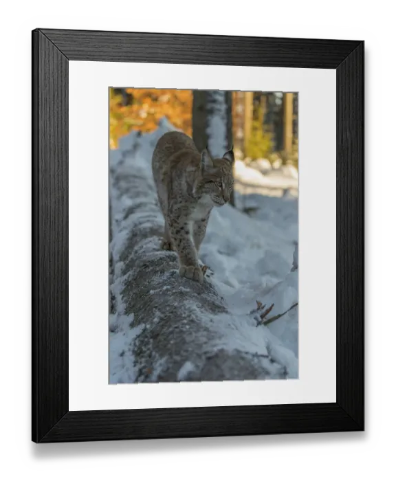 Framed Print : One young male Eurasian lynx, (Lynx lynx)