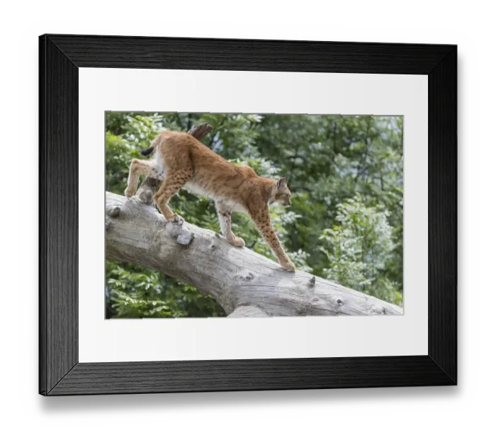 Framed Print : One Eurasian lynx, (Lynx lynx)