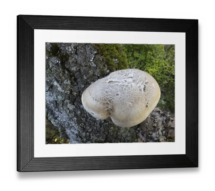 Framed Print : Birch Polypore (Piptoporus betulinus) fruiting body Framed Print : Birch Polypore (Piptoporus betulinus) fruiting body