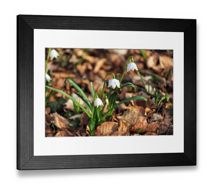 Framed Print : Spring knot flower (Leucojum vernum)