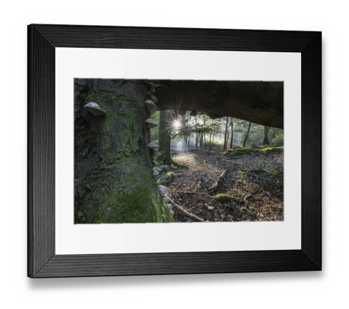 Framed Print : Tinder fungus (Fomes fomentarius) on dead copper beech (Fagus sylvatica) in a forest