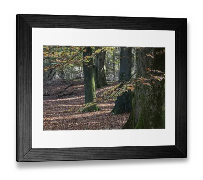 Framed Print : Beech forest (Fagus sylvatica) in autumn foliage Framed Print : Beech forest (Fagus sylvatica) in autumn foliage