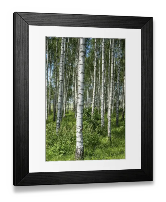 Framed Print : Birch forest with long straight tree trunks in Ystad