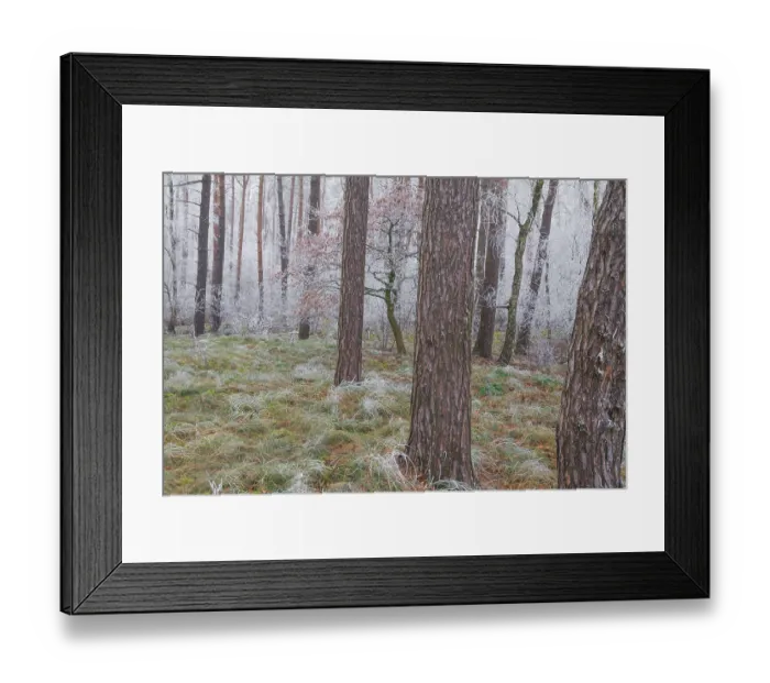 Framed Print : View of a small oak tree frozen with hoarfrost in a spruce forest