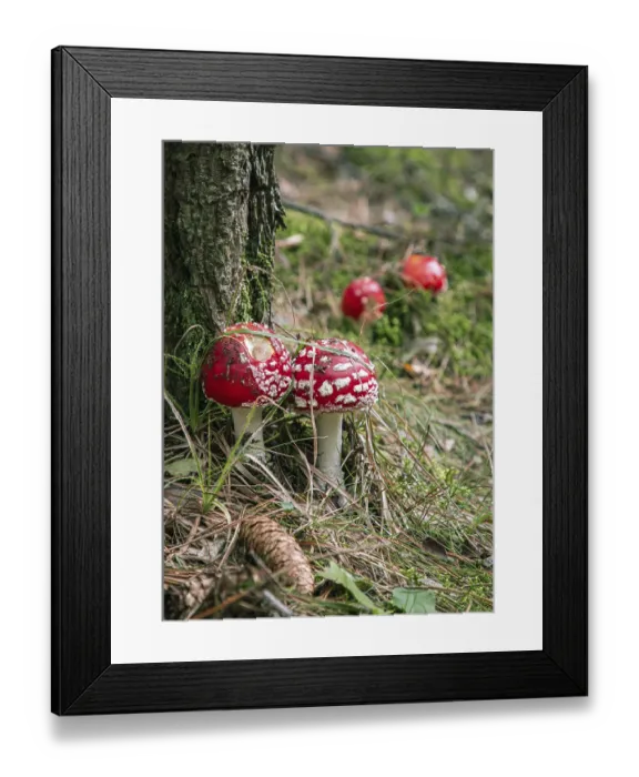 Framed Print : Red toadstools with white dots next to a tree trunk in the forest Framed Print : Red toadstools with white dots next to a tree trunk in the forest
