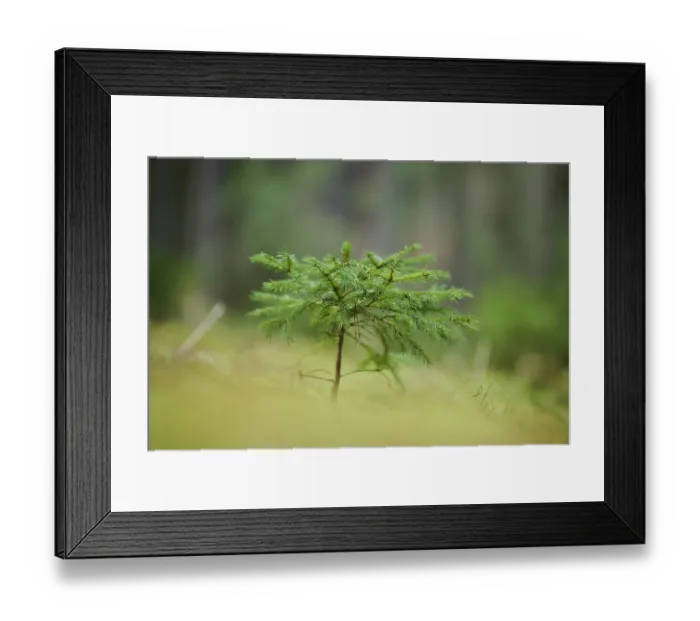 Framed Print : Norway spruce (Picea abies) tree growing in a forest Framed Print : Norway spruce (Picea abies) tree growing in a forest