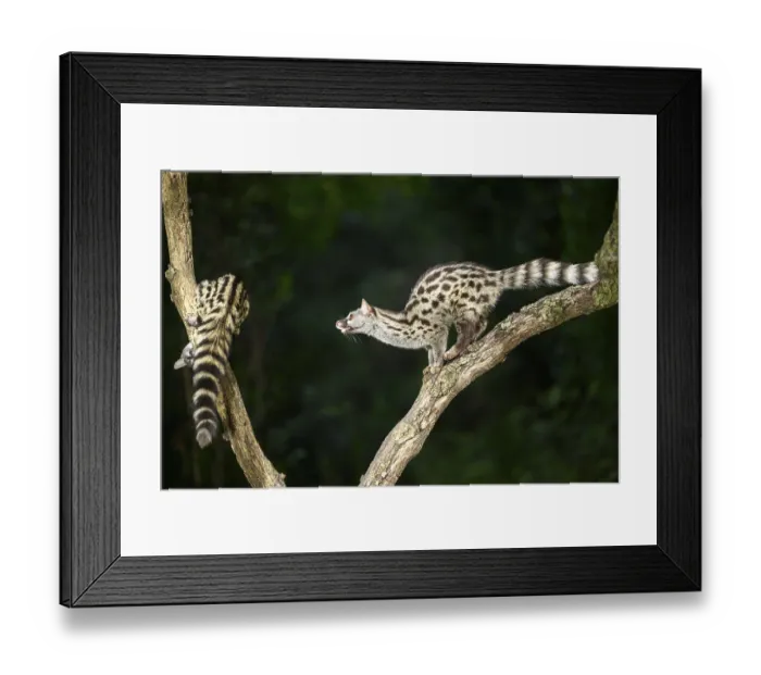 Framed Print : Common genet (Genetta genetta) Framed Print : Common genet (Genetta genetta)