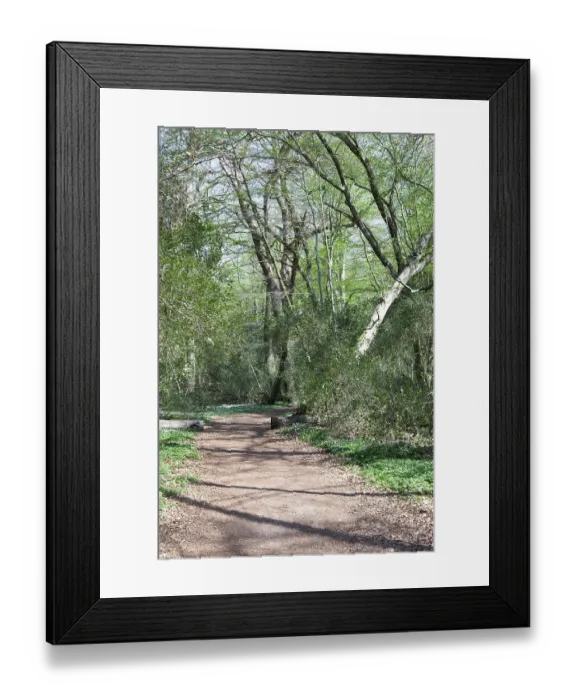 Framed Print : Hiking trail, fallen tree, Neuenburg primeval forest Framed Print : Hiking trail, fallen tree, Neuenburg primeval forest