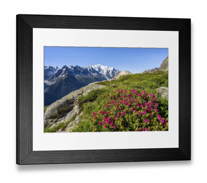 Framed Print : Mountain landscape with alpine roses Framed Print : Mountain landscape with alpine roses