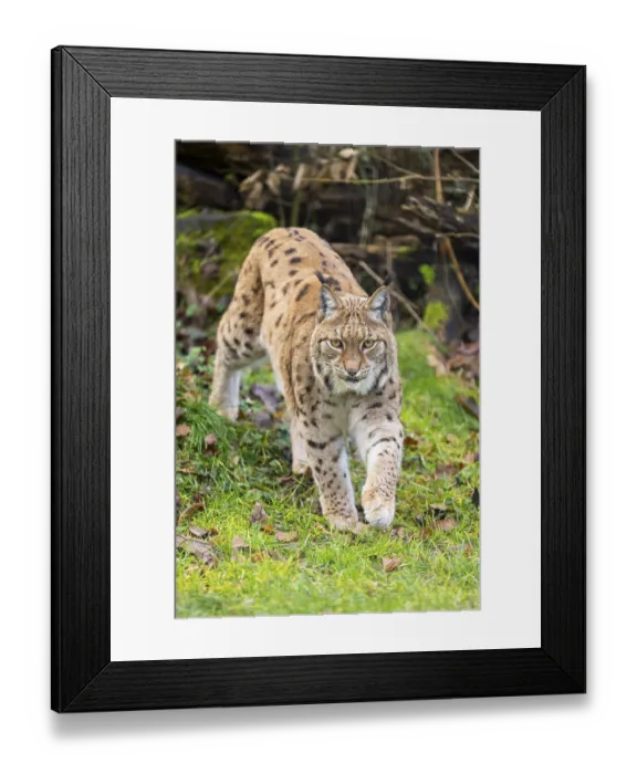 Framed Print : Eurasian lynx (Lynx lynx), in a forest Framed Print : Eurasian lynx (Lynx lynx), in a forest