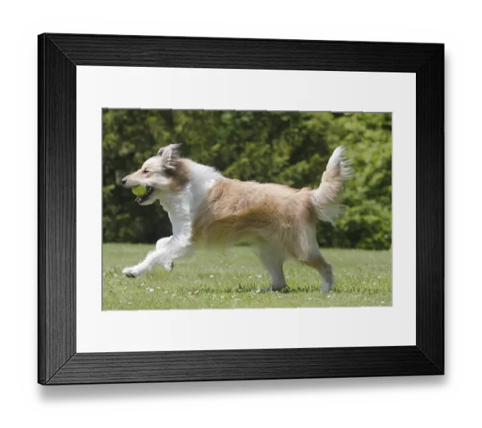 Framed Print : Bearded Collie-Collie-Mix, fawn Framed Print : Bearded Collie-Collie-Mix, fawn