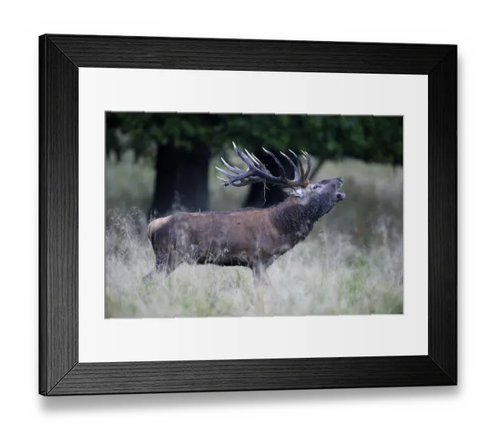Framed Print : Red deer (Cervus elaphus), royal stag