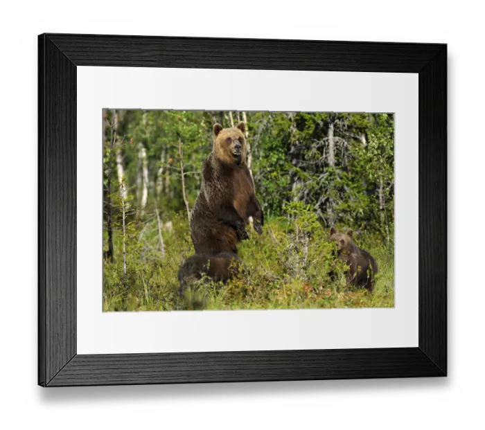 Framed Print : Brown bears (Ursus arctos), female with cubs