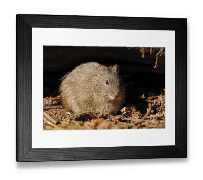 Framed Print : Brazilian guinea pig (Cavia aperea) Framed Print : Brazilian guinea pig (Cavia aperea)