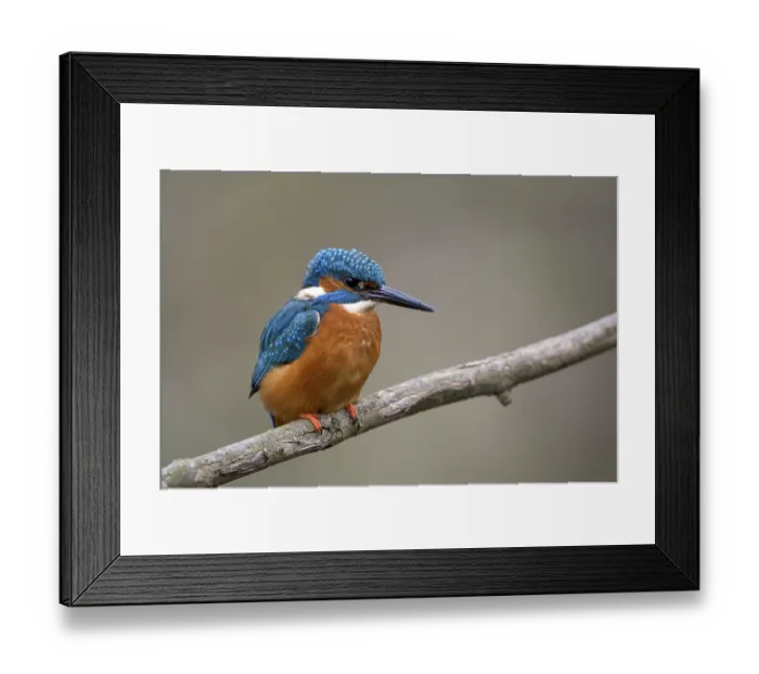 Framed Print : Common kingfisher (Alcedo atthis)