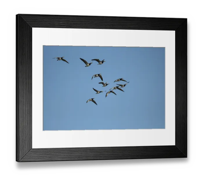 Framed Print : Barnacle goose (Branta leucopsis)