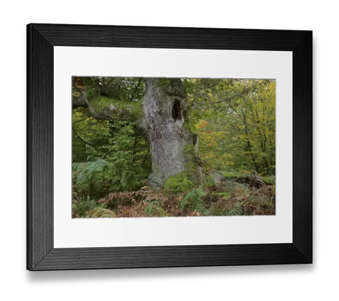 Framed Print : English Oak or Pedunculate Oak (Quercus robur) Framed Print : English Oak or Pedunculate Oak (Quercus robur)
