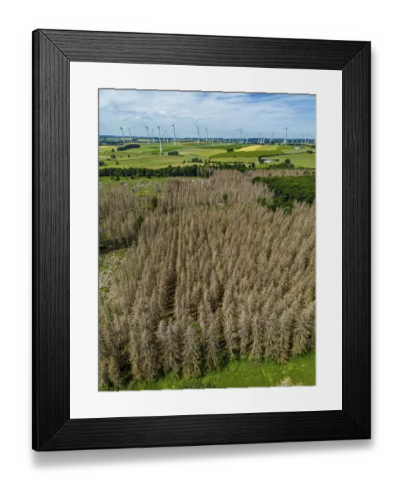 Framed Print : Cleared forest in the Eggegebirge