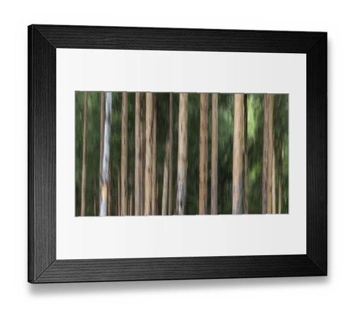 Framed Print : Trees, tree trunks, forest, wiping picture Framed Print : Trees, tree trunks, forest, wiping picture