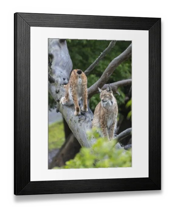 Framed Print : One Eurasian lynx, (Lynx lynx)