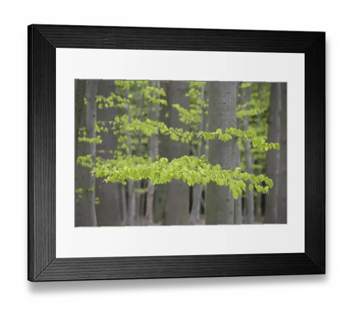 Framed Print : New leaves on European beech (Fagus sylvatica) Framed Print : New leaves on European beech (Fagus sylvatica)