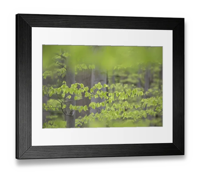 Framed Print : New leaves on European beech (Fagus sylvatica) Framed Print : New leaves on European beech (Fagus sylvatica)