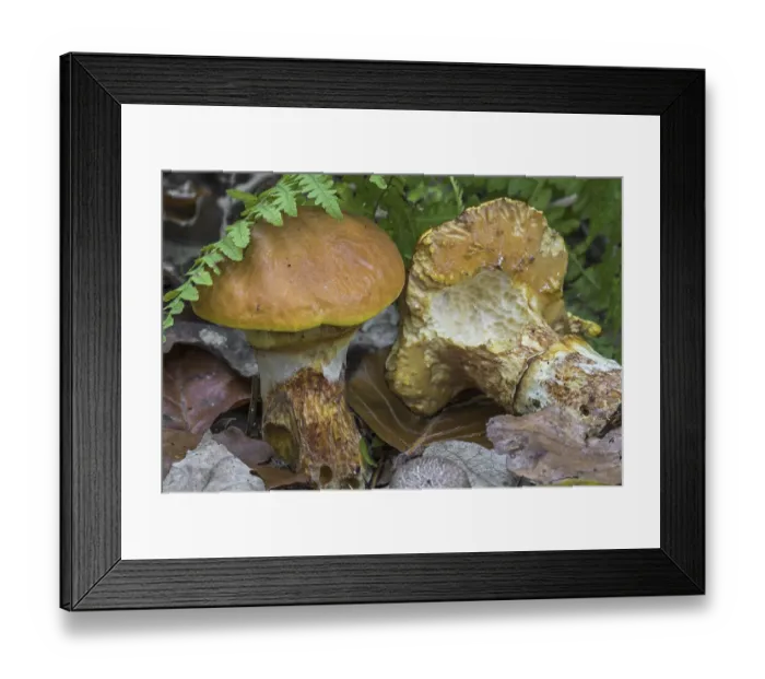 Framed Print : Greville's bolete (Suillus grevillei)