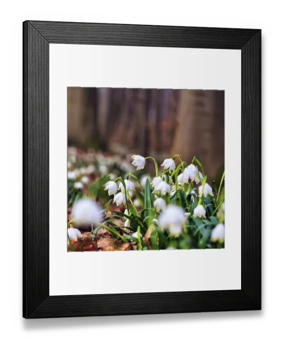 Framed Print : Spring knot flower (Leucojum vernum) Framed Print : Spring knot flower (Leucojum vernum)