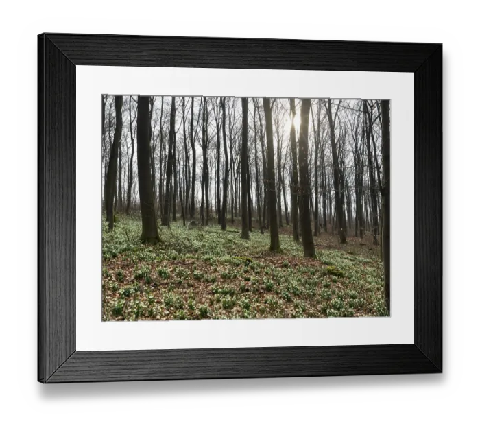 Framed Print : Spring snowflake (Leucojum vernum) Framed Print : Spring snowflake (Leucojum vernum)