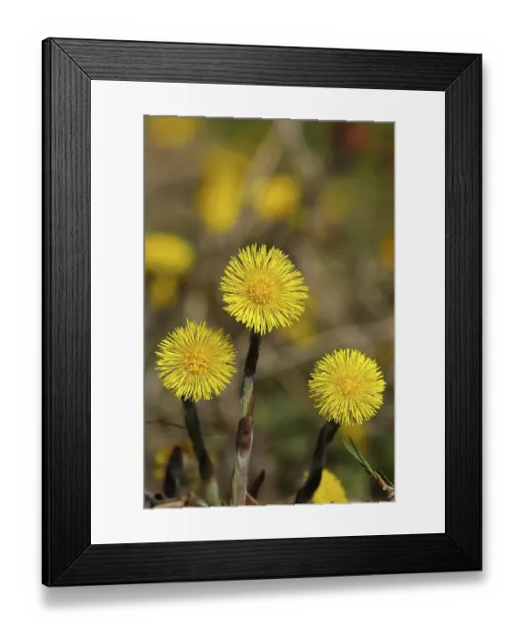 Framed Print : Coltsfoot (Tussilago farfara), flowers on a forest path