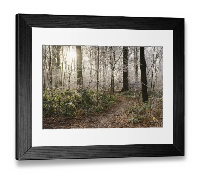Framed Print : Path through deciduous forest with hoarfrost Framed Print : Path through deciduous forest with hoarfrost