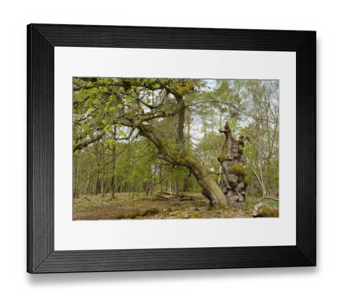 Framed Print : Knotty beech (Fagus), Hutewald Halloh
