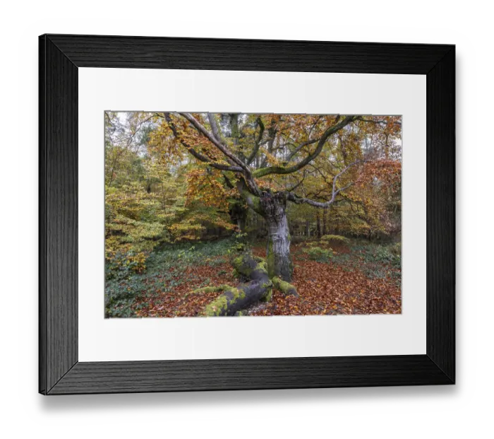 Framed Print : Ancient copper beech (Fagus sylvatica)