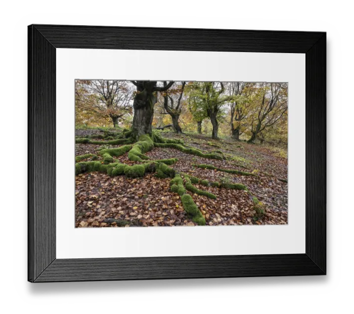 Framed Print : Old copper beech (Fagus sylvatica)