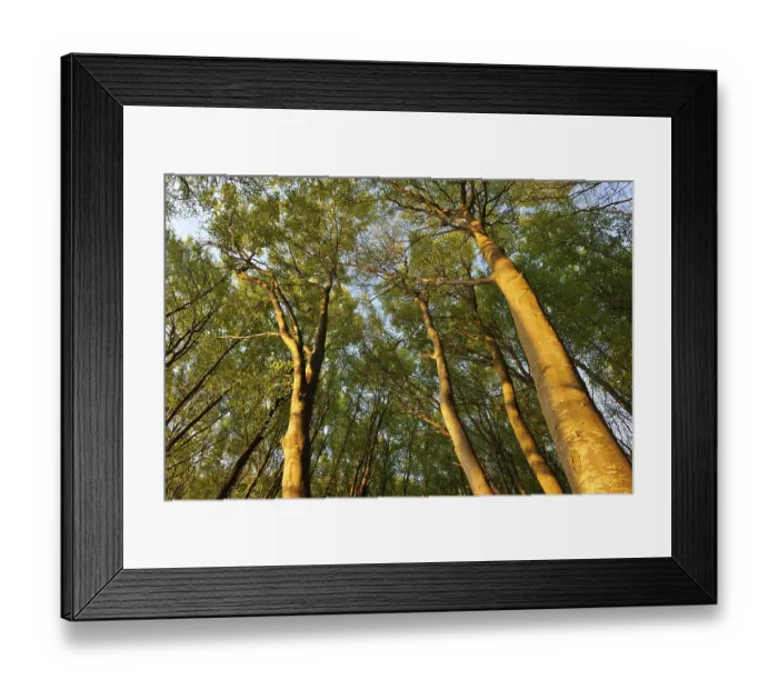 Framed Print : Beech forest (Fagus sylvatica) in the early morning light