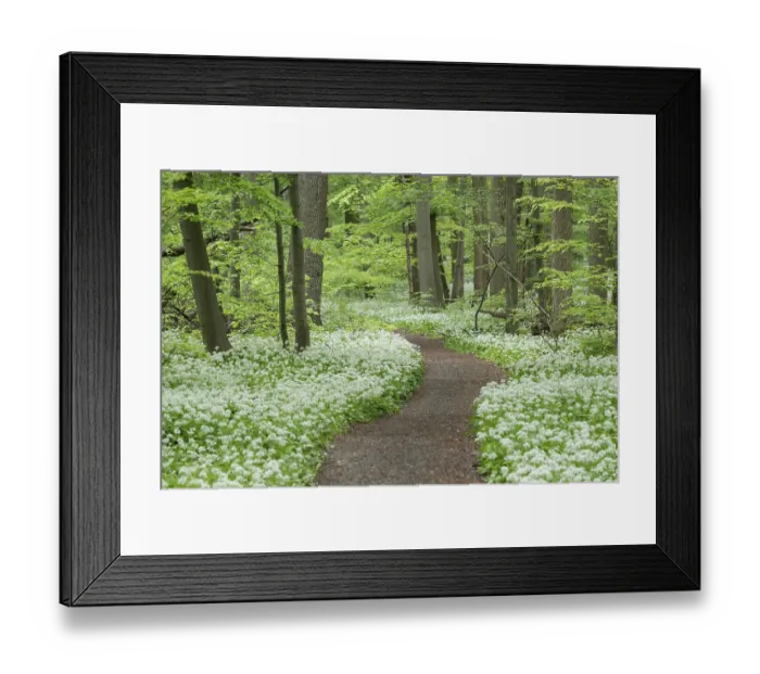 Framed Print : Path through near-natural deciduous forest with flowering ramson (Allium ursinum) Framed Print : Path through near-natural deciduous forest with flowering ramson (Allium ursinum)
