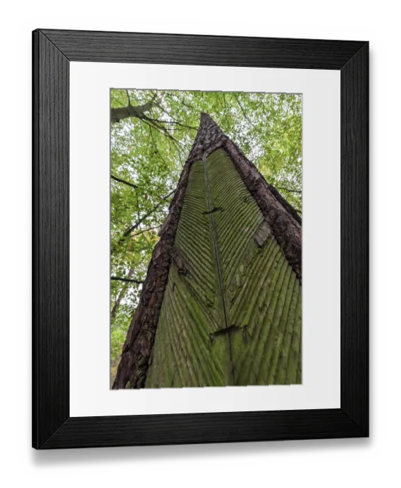 Framed Print : Pine (Pinus) with resin extraction until 1990 Framed Print : Pine (Pinus) with resin extraction until 1990