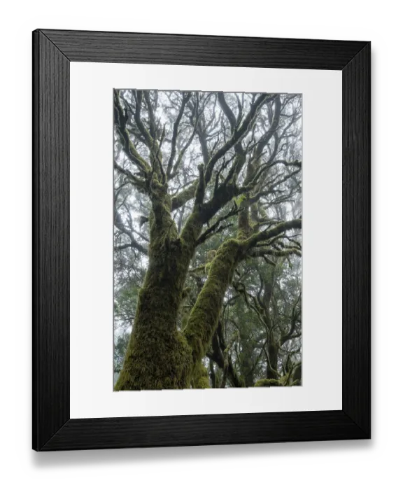 Framed Print : Moss-covered trees in laurel forest